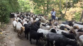 village goat farming...