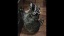 Adorable raccoon Maya eating cucumbers