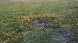 Mother rabbit desperately trying to revive baby rabbit