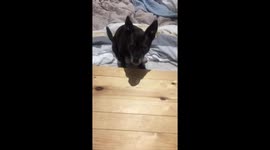 Chihuahua having treat and doing tricks bedtime