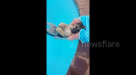 Chilled out German shepherd relaxes in his backyard pool