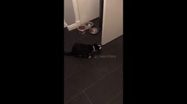 Cat eating yogurt with paw