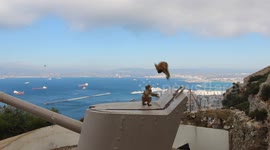 Crazy monkeys of Gibraltar