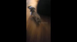 Dog won't give back bag of chew