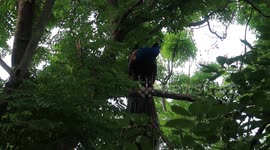 Giant peacock in China