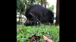 A large black pig eating grass