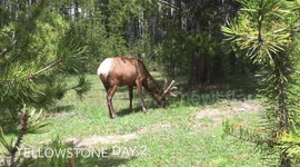 Yellowstone May 2017, day 2, shot on iPhone