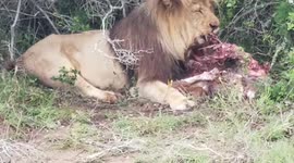 Big Boy meets Waterbok