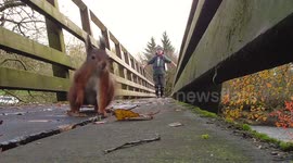 Red squirrel using a footbridge to cross a river