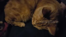 Sandy the snoring cat