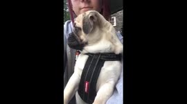 Poor pug Chespin is tired from his fun first holiday