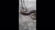temp