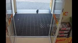 Starving otter wanders into Irish supermarket, chasing staff through the aisles