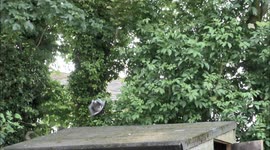 Young squirrel & woodpigeon scare each other