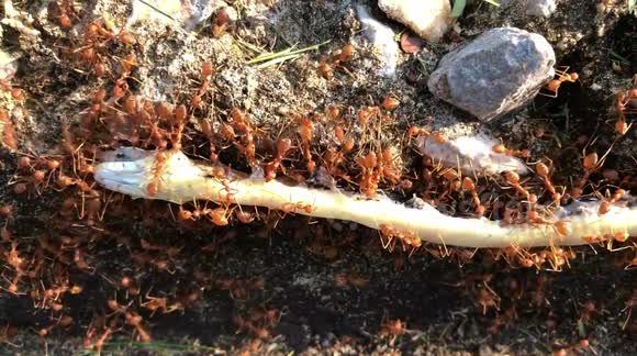 Ants carry off a dead snake into their nest to eat