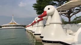 Pedalo boats in the shape of Ducks or Swans