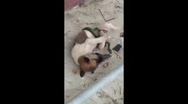 Adorable moment a hapless puppy is freed after a snake wrapped itself around its body