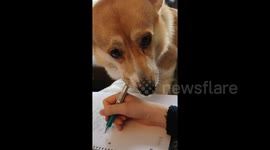 When your friend has to study but all you want is attention