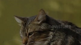 Video Of A Tabby Cat