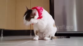 Video Of Funny Cat