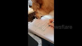 Corgi just wants to be a study buddy