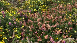 Beautiful Yellow and Purple Flowers along the cliff in Cornwall