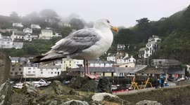 A Beautiful Big Seagull perched on some Wood in Polperro