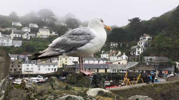A Beautiful Big Seagull perched on some Wood in Polperro
