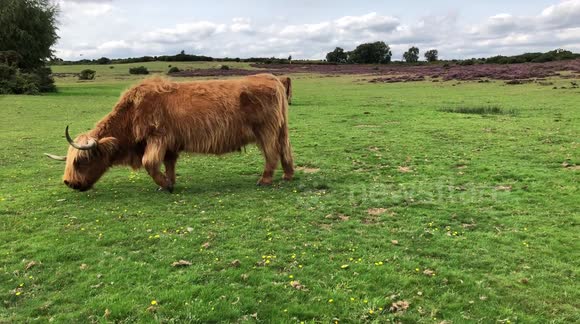 A beautiful young black Foal shares a field with Highland Cows