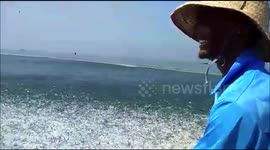 Big catch moment tens of thousands of salmon fish jump out of water to avoid fishermen net in India