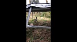 How to piss the neighbours and their dog off, throw a stone on the trampoline