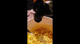 Slanky the cat pretends to be asleep to steal his owners food