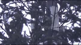 Telephone masts disguised as trees in Henan Province