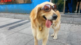 Cool dog spotted wearing sunglasses on Chinese street
