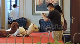 Chinese Magic Animal 