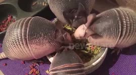 Pet armadillos share a messy meal