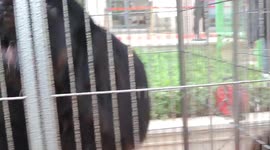 King of Tibetan Mastiff in China,Worth tens of millions