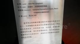 Cretaceous fish fossils,95 million years ago