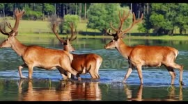 Deer hunt season - Camostrom