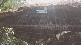 Cheeky Monkey steals mobile phone