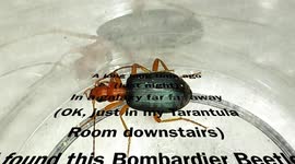Bombardier Beetle Test Fire