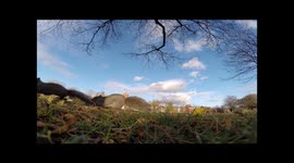 Squirrel takes GoPro up a tree and leaves it there