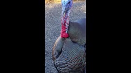 Crazy Mad Turkey In YOLO County.. 