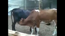 Farmer finds ‘mysterious thieves’ stealing his milk - cows themselves!