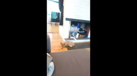 Vicious dog attacks dust bunny