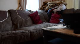 Firefighters rush to a house on emergency call-out only to find a PARROT impersonating smoke alarm