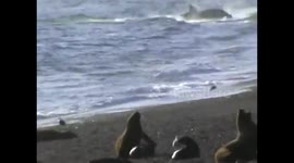 Orca attack in La Ernestina. the females!