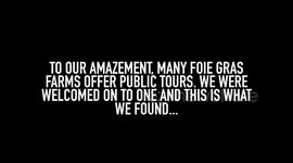 Video shows geese being force-fed at a French foie gras farm