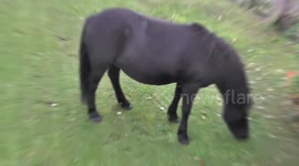 Horses run amok and invite themselves to neighbours garden