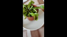 The flower is not hungry ... or yes?